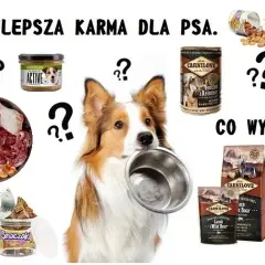 Jak wybrać dobrą karmę dla małych psów: 5 najważniejszych zasad żywienia