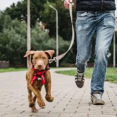Jak często wychodzić ze szczeniakiem? Kluczowe zasady spacerów dla zdrowia pupila