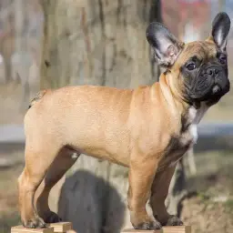 Buldog francuski z ogonem: Niezwykłe zjawisko w świecie psów