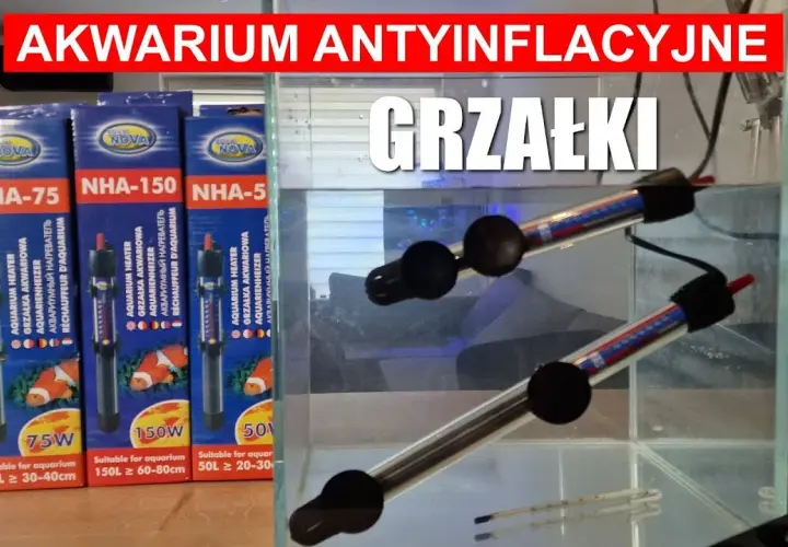 Jak ustawić grzałkę w akwarium: praktyczny kompletny poradnik instalacji