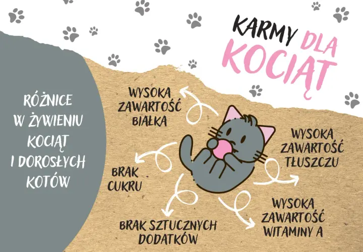 Jakie karmy są najlepsze dla kociąt: suche i mokre opcje żywieniowe