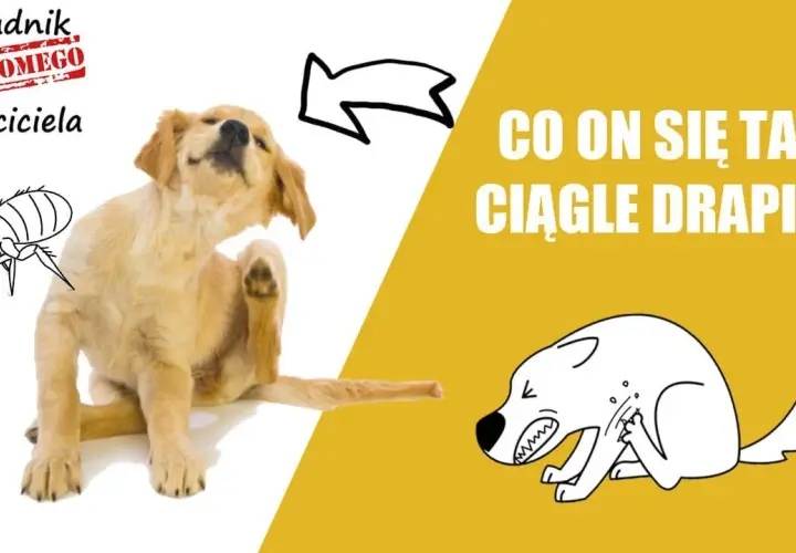 Dlaczego pies się drapie a nie ma pcheł? Zagadka drapania u psów