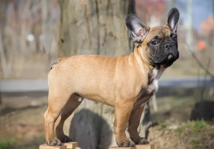 Buldog francuski z ogonem: Niezwykłe zjawisko w świecie psów