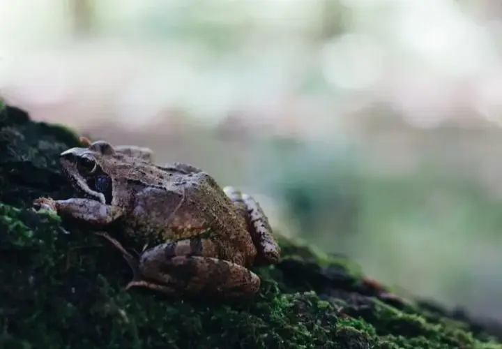 Gdzie zimują żaby? Sekrety przetrwania i miejsca zimowania żab w Polsce