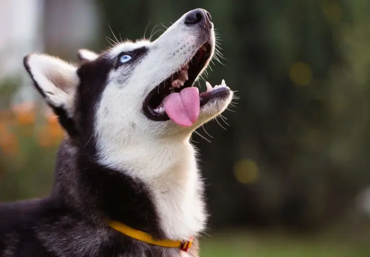 Pies husky wady i zalety - co musisz wiedzieć przed zakupem szczeniaka
