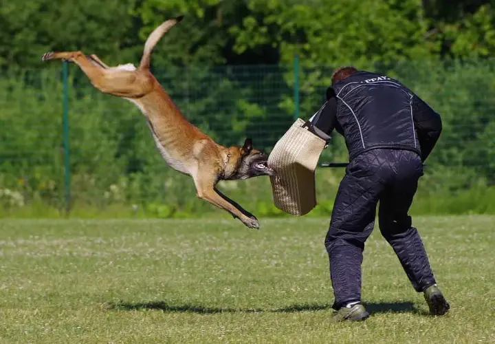 Kompletne szkolenie owczarka belgijskiego malinois - od szczeniaka do PSA