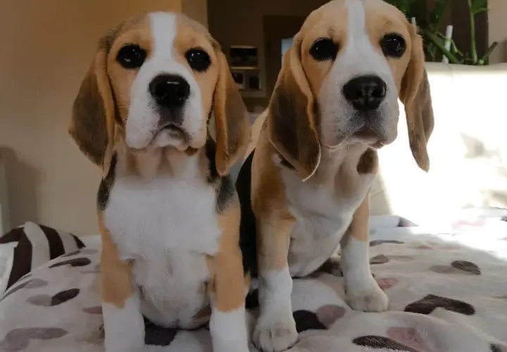 Beagle hodowla z rodowodem - najważniejsze zasady wyboru psa rasowego