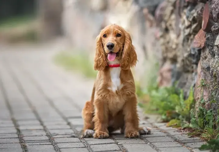 Duży spaniel: charakterystyka i wymagania popularnych ras psów