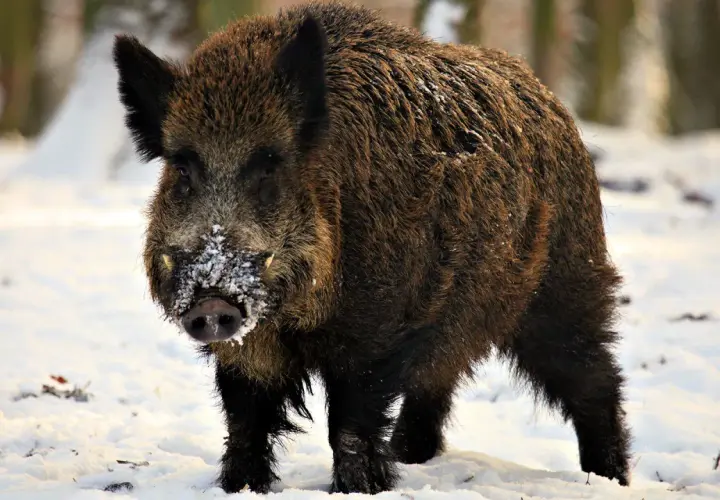 Jak dziki przetrwają zimę? Zimowe schronienia, dieta i zagrożenia