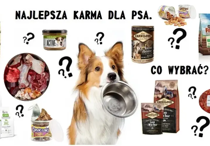 Jak wybrać dobrą karmę dla małych psów: 5 najważniejszych zasad żywienia