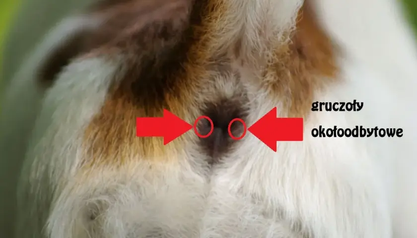 Jakie są objawy zapchanych gruczołów okołoodbytowych u kota i leczenie?