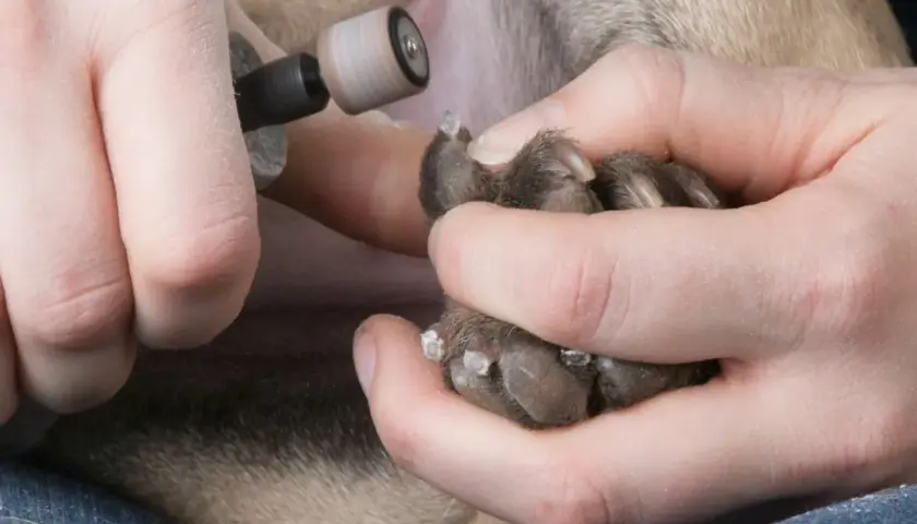 Jak bezpiecznie obciąć psu pazury? Porady dla właścicieli psów