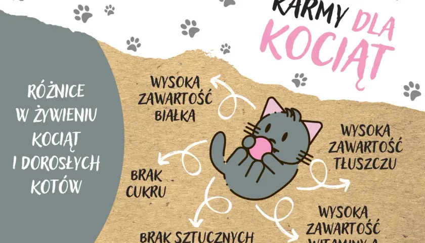 Jakie karmy są najlepsze dla kociąt: suche i mokre opcje żywieniowe
