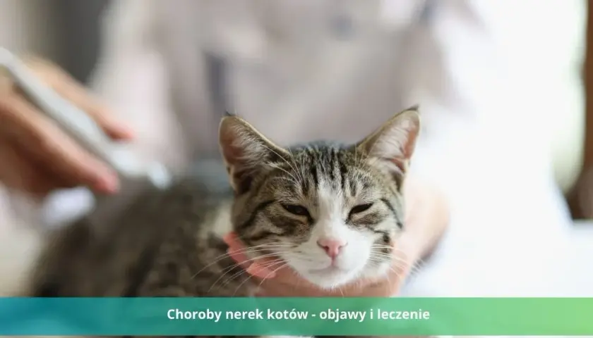 Ostra niewydolność nerek u kota: rokowanie i jak skutecznie leczyć?
