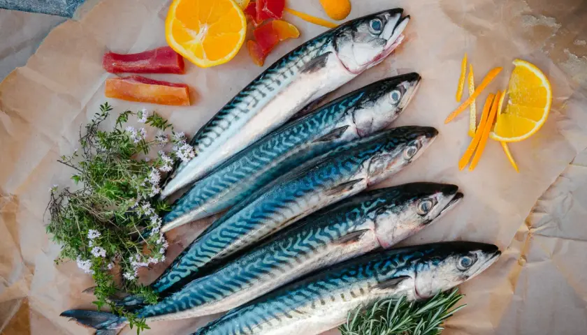 Czym się żywi makrela? Odkryj jej zaskakującą dietę morską