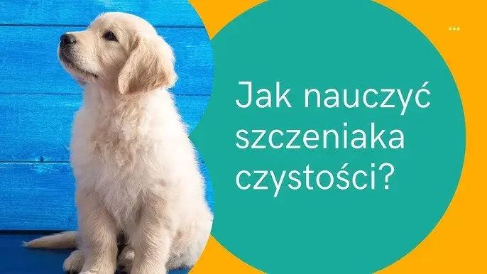 Jak szkolić szczeniaka: skuteczne metody na naukę czystości i podstawowych komend