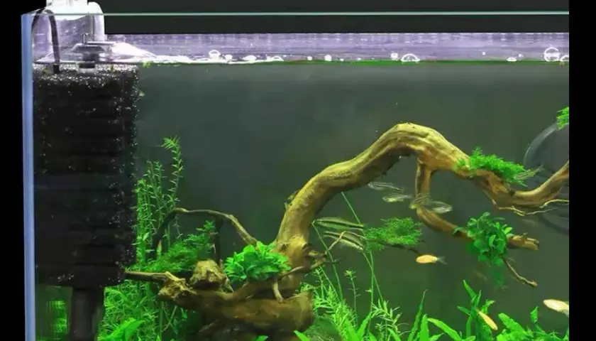 Jaki filtr do akwarium 120l? Top 5 najlepszych rozwiązań