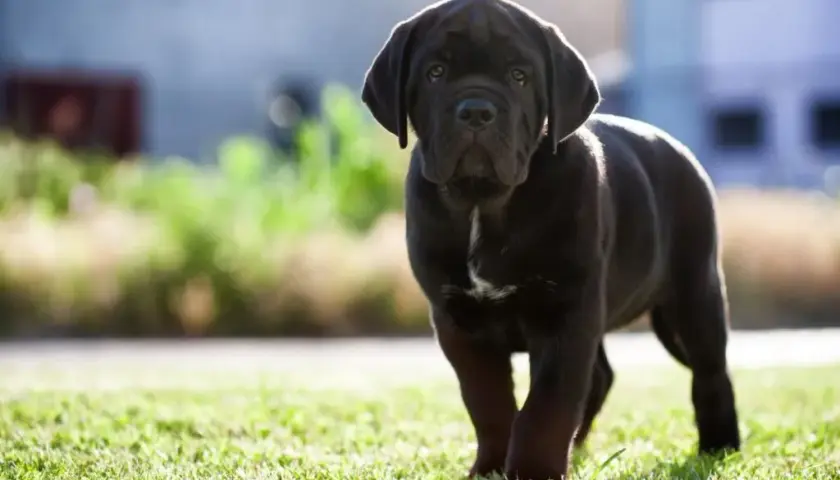 Ile powinien jeść szczeniak Cane Corso, aby uniknąć problemów zdrowotnych?