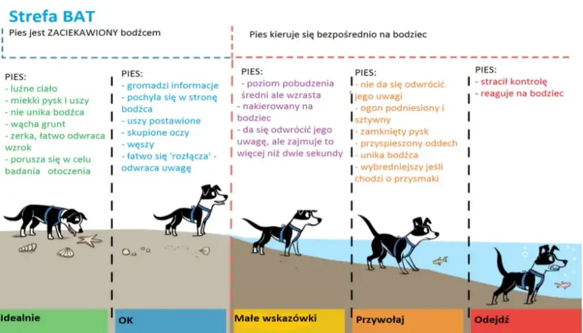 Skuteczne metody jak pracować z psem lękliwym - praktyczne wskazówki