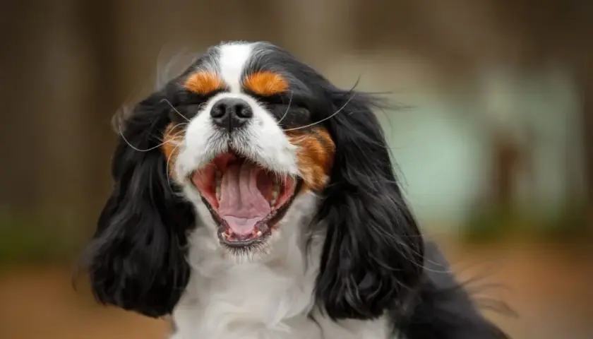 Pies cavalier king charles spaniel czarny podpalany - cechy i charakterystyka
