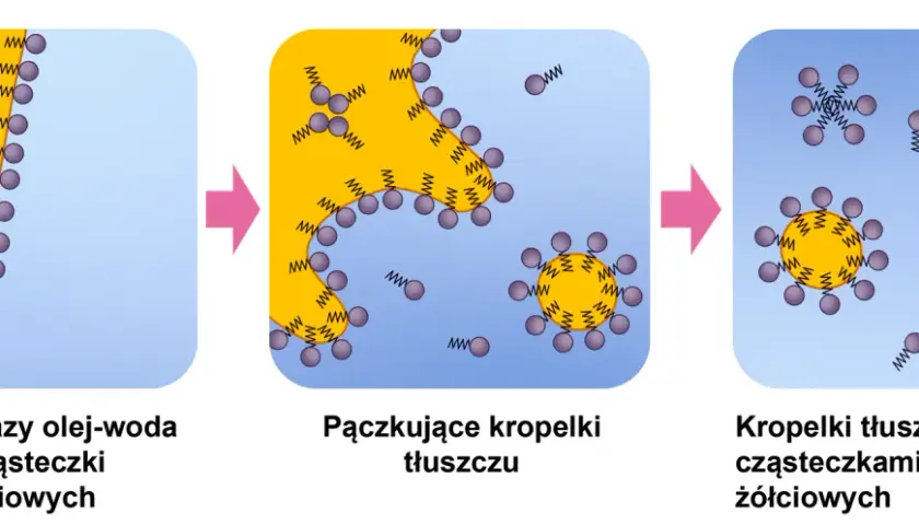 Trawienie tłuszczy u psa: problemy, przyczyny i schemat trawienia