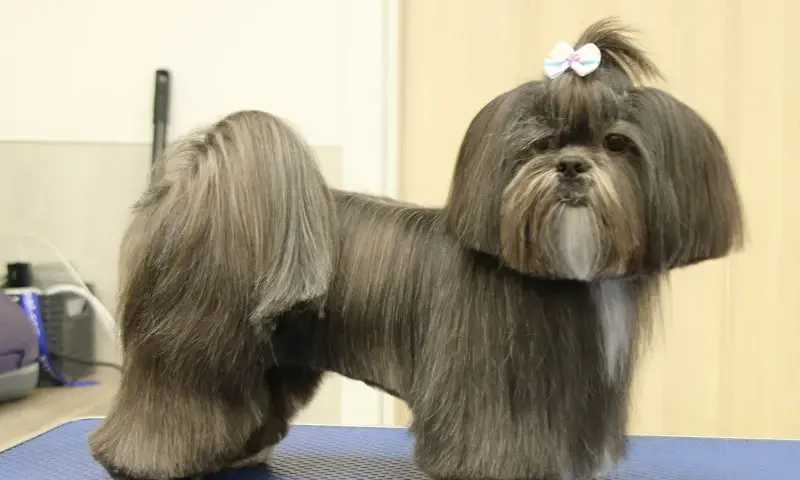 Najmodniejsze fryzury dla samca shih tzu - wszystko co musisz wiedzieć