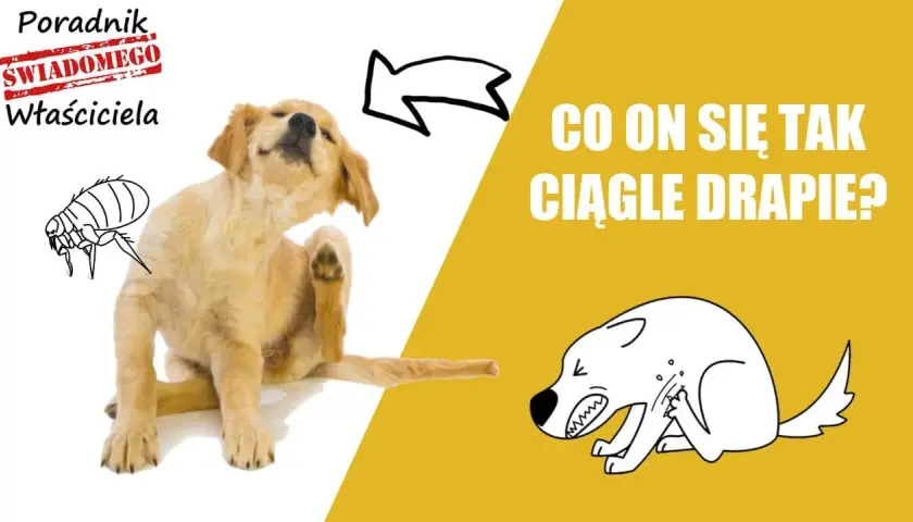 Dlaczego pies się drapie a nie ma pcheł? Zagadka drapania u psów