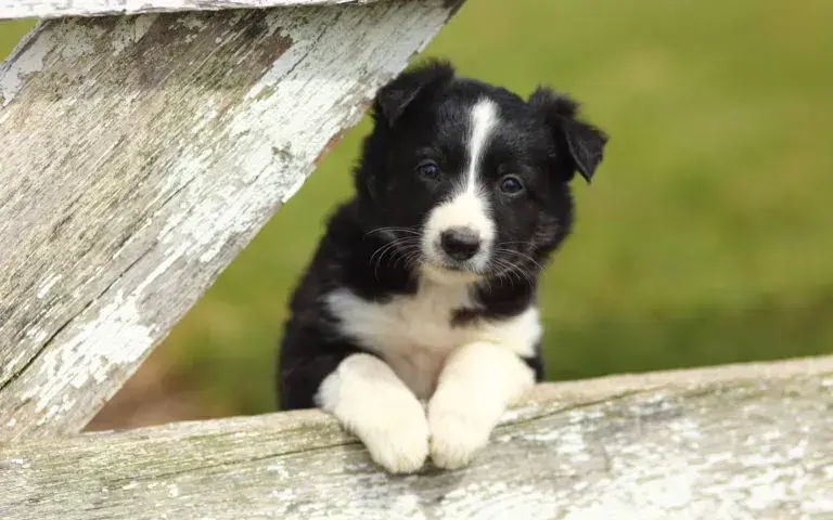 Border collie linia show: co musisz wiedzieć przed zakupem szczeniaka