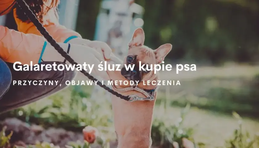 Co oznacza galaretowata kupka u psa - przyczyny i skuteczne leczenie