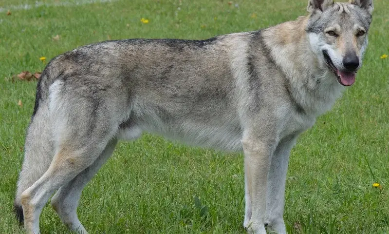 Najlepsze hodowle wilczaków czechosłowackich w Polsce - sprawdzone miejsca