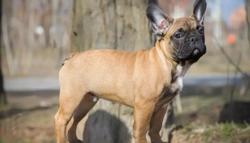 Buldog francuski z ogonem: Niezwykłe zjawisko w świecie psów