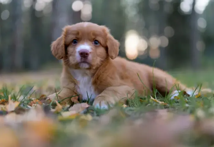 Nova scotia duck tolling retriever szczeniaki: kompleksowe kompendium wiedzy