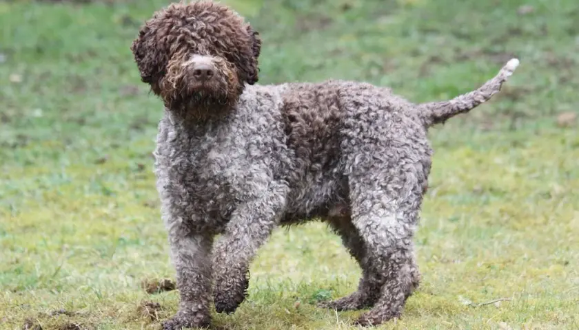 Najlepsze hodowle lagotto romagnolo w Polsce - kompletna lista i ceny