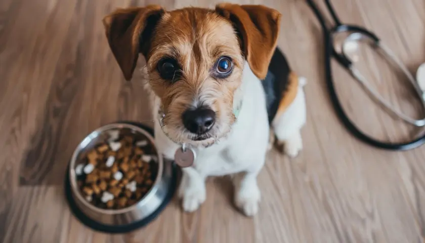 Gastrointestinal karma dla psa - co warto wiedzieć przed zakupem?