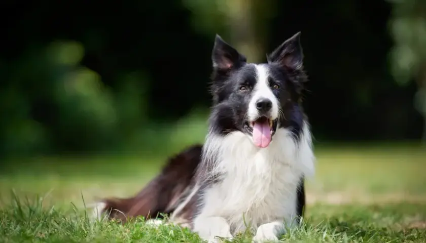 Border Collie - poznaj najpiękniejszą rasę psa na świecie i jej wygląd