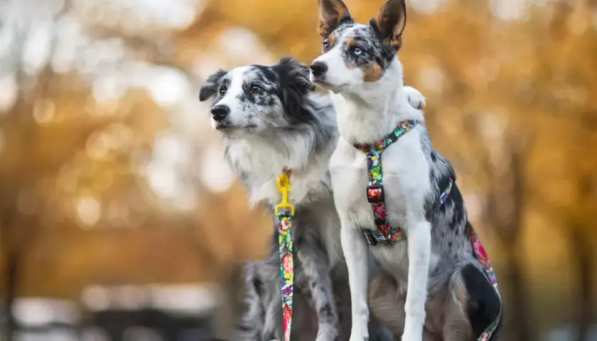 Profesjonalna hodowla Border Collie krótkowłosy: jak wybrać najlepszą?