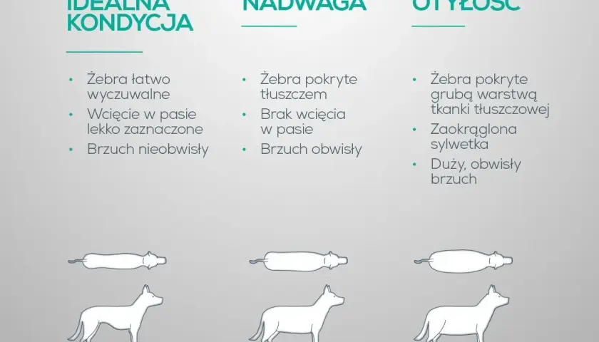 Jak skutecznie schudnie twój pies dzięki dietetycznej karmie dla psa