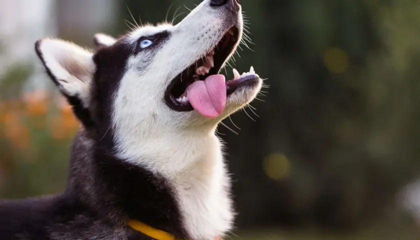 Pies husky wady i zalety - co musisz wiedzieć przed zakupem szczeniaka