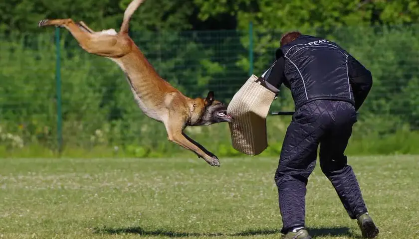 Kompletne szkolenie owczarka belgijskiego malinois - od szczeniaka do PSA