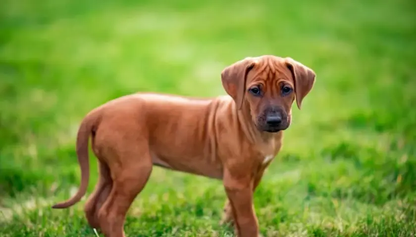 Jak wychować szczeniaka rhodesian ridgeback: przygotowanie na przyjęcie psa
