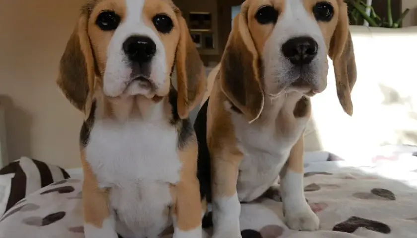 Beagle hodowla z rodowodem - najważniejsze zasady wyboru psa rasowego