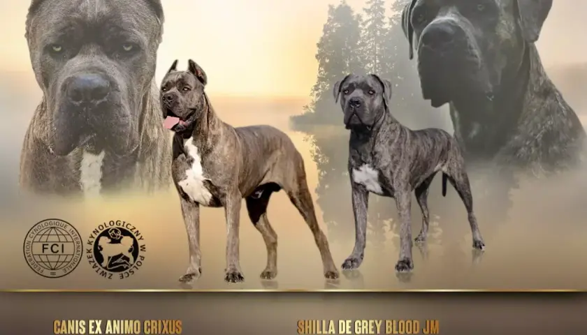 Najlepsze hodowle Cane Corso FCI w Polsce - kryteria wyboru i standardy