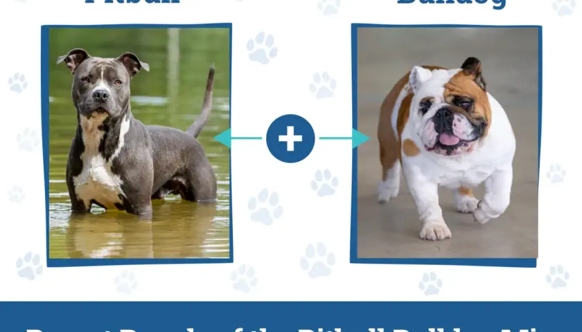 Bulldog pit - czego potrzebuje ta mieszanka i jak się nią opiekować?