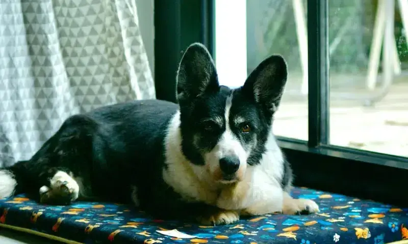 Najlepsze gadżety z motywem corgi: praktyczny poradnik dla miłośników psów