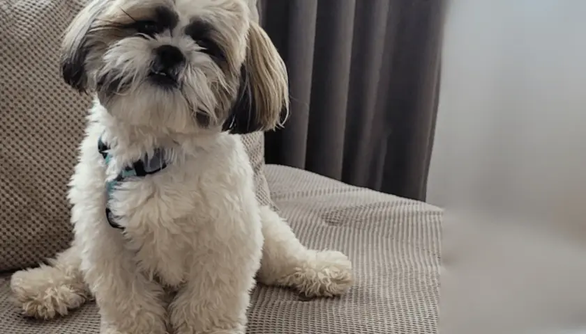 Shih tzu: czy ten pies będzie odpowiedni dla Twojej rodziny? Kompendium