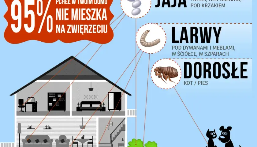 Jakie są objawy pcheł u psów i kotów: co warto wiedzieć o pchłach?