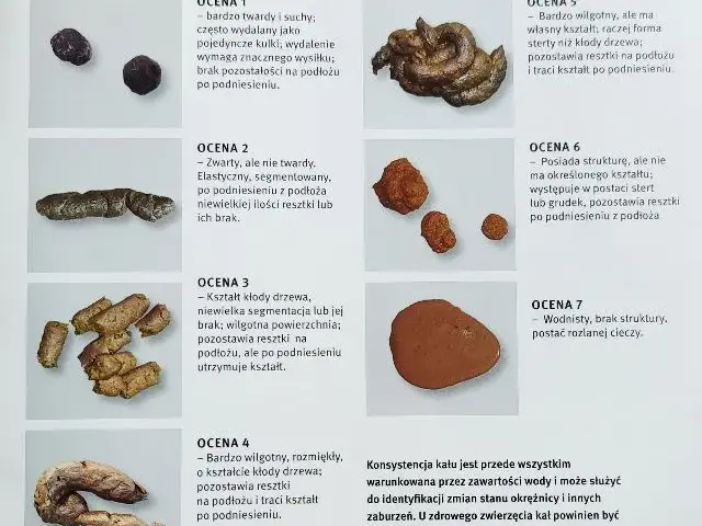 Stolec żółty u psa: co oznacza i jakie są możliwe przyczyny?