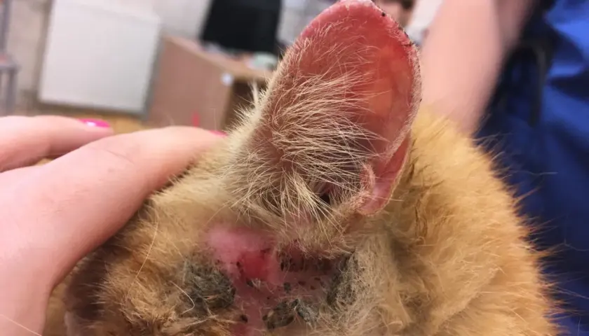 Zranione ucho kota z widocznymi strupami i zaczerwienieniem.