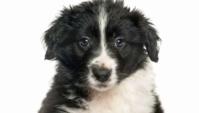 Kiedy szczeniak border collie zmienia sierść i co musisz wiedzieć