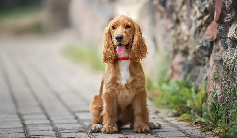 Duży spaniel: charakterystyka i wymagania popularnych ras psów